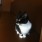 kitz